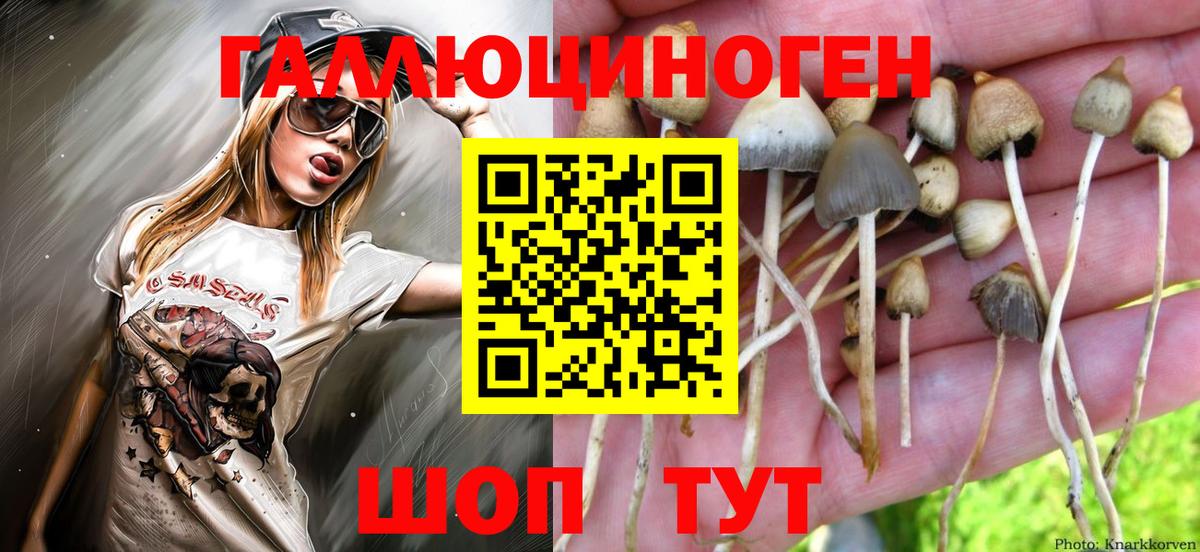 Галлюциногенные грибы Psilocybe Череповец